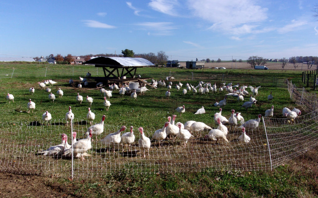 turkeys in pasture